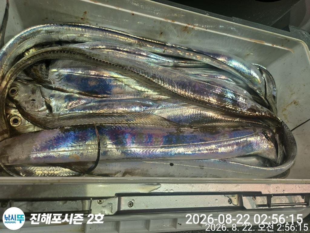 낚시뚜,갈치,진해행암항,진해포시즌 2호,낚시뚜6