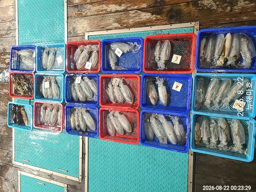 낚시뚜,무늬오징어,영일만항,뉴해마호,낚시뚜33
