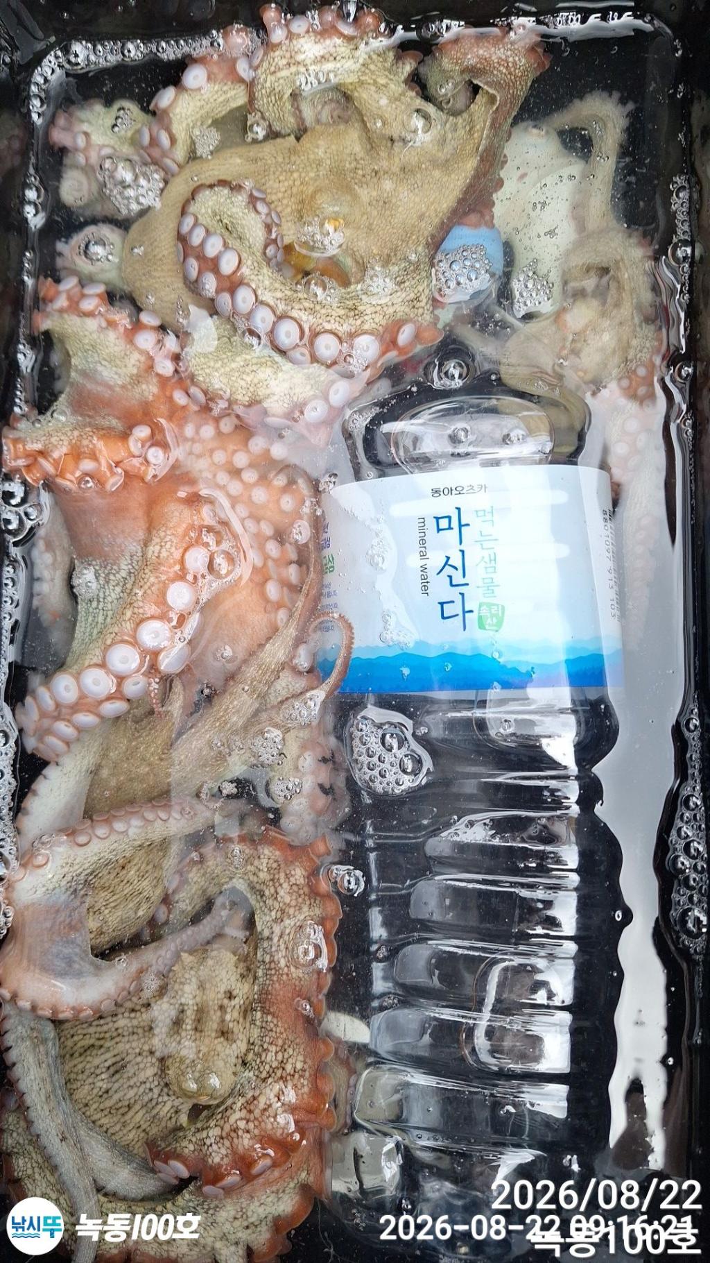 낚시뚜,돌문어,녹동항,녹동100호,낚시뚜9