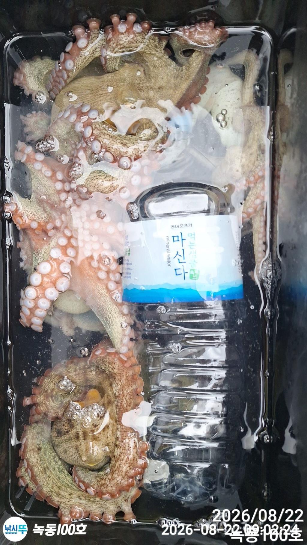 낚시뚜,돌문어,녹동항,녹동100호,낚시뚜4