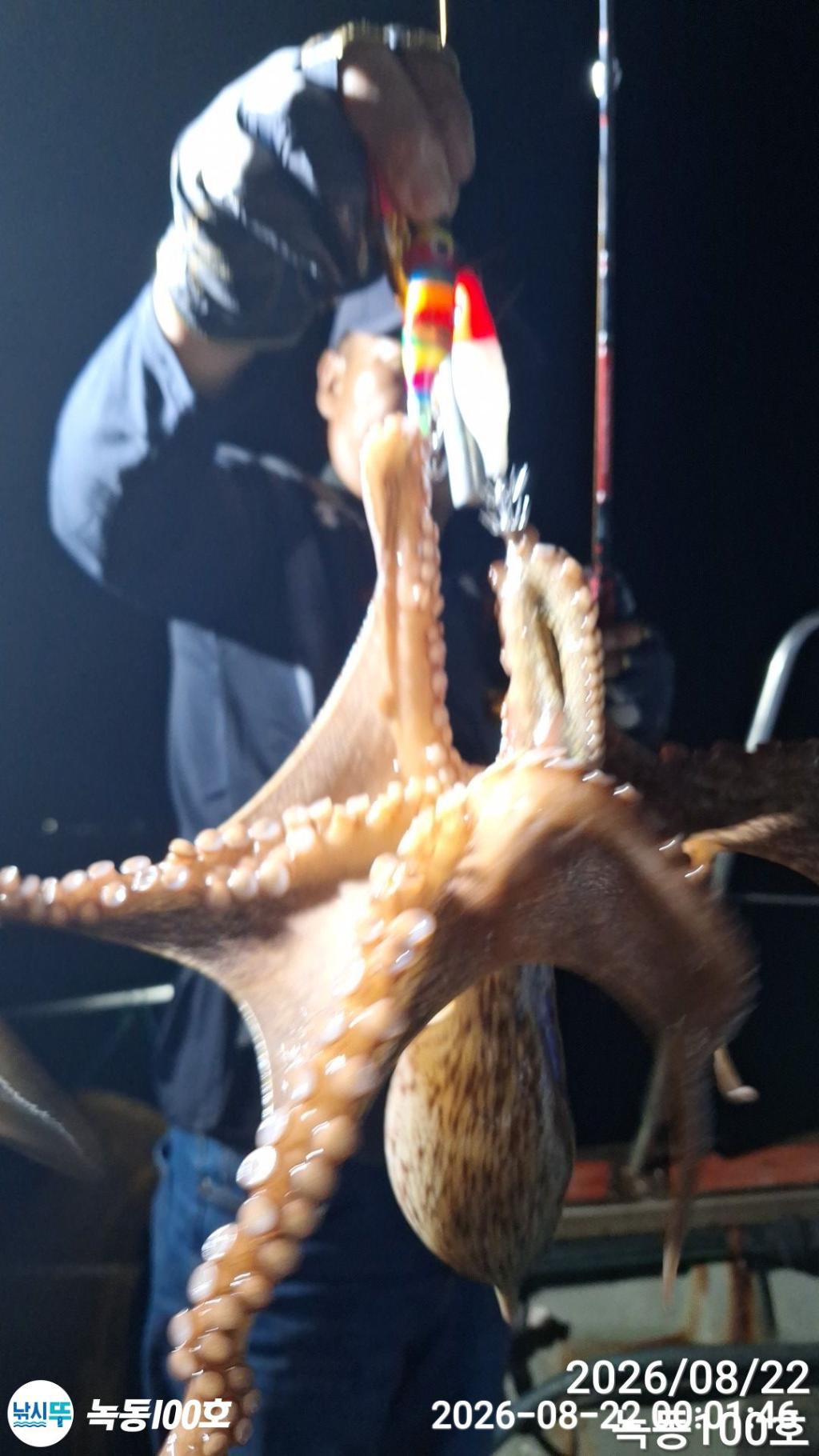 낚시뚜,돌문어,녹동항,녹동100호,낚시뚜2