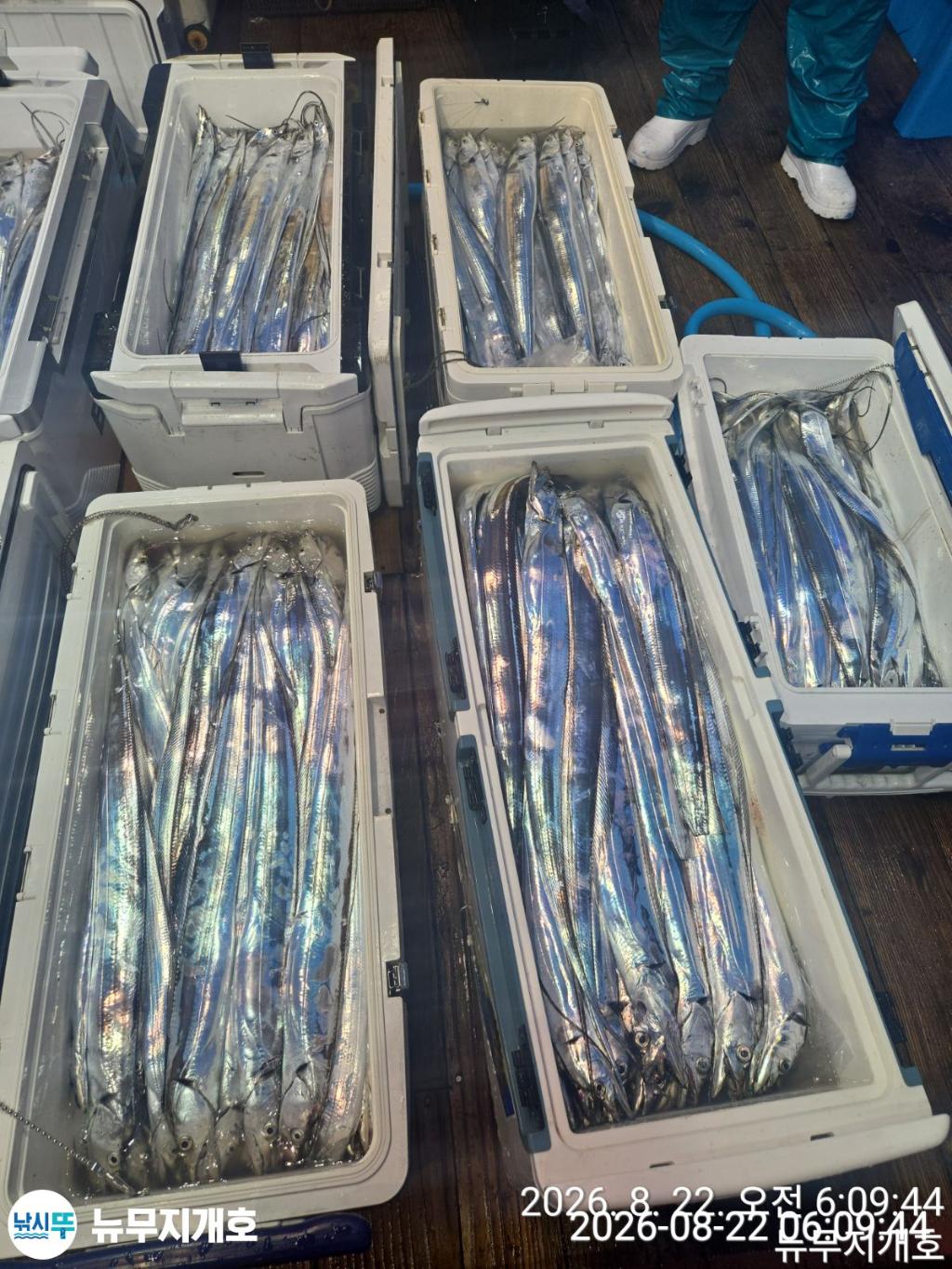 낚시뚜,갈치,통영영운리항,뉴무지개호,낚시뚜15