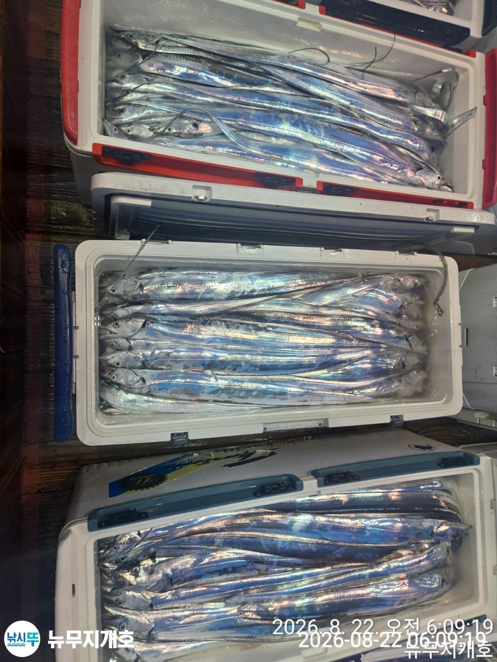 낚시뚜,갈치,통영영운리항,뉴무지개호,낚시뚜14