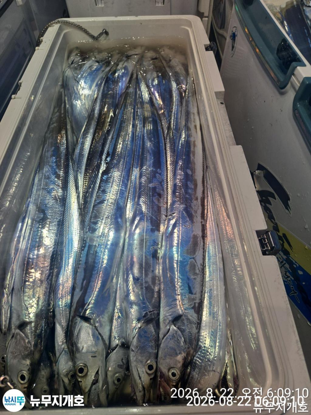 낚시뚜,갈치,통영영운리항,뉴무지개호,낚시뚜10