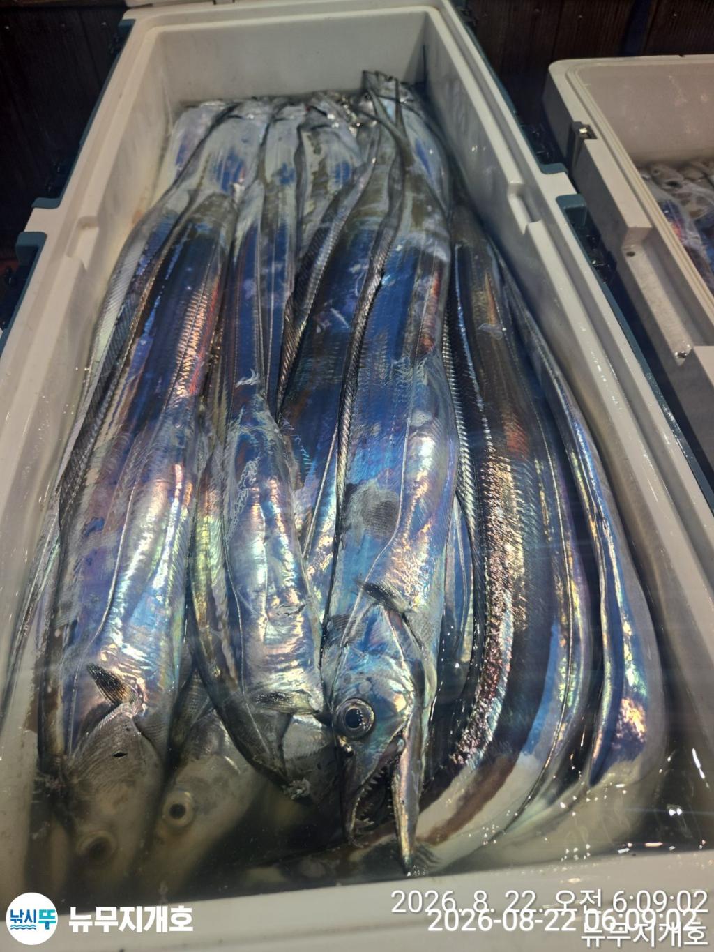 낚시뚜,갈치,통영영운리항,뉴무지개호,낚시뚜7