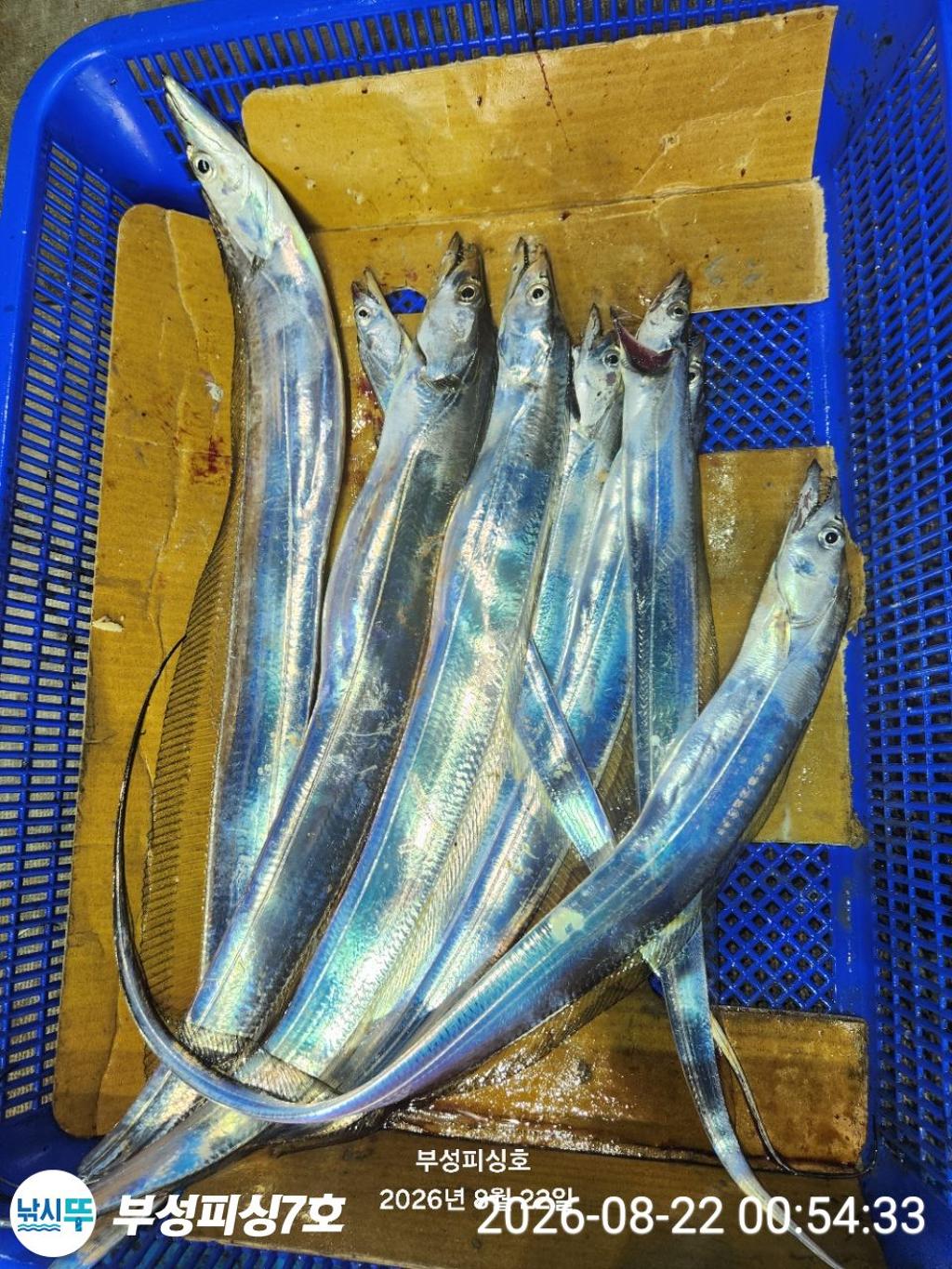 낚시뚜,갈치,통영영운리항,부성피싱7호,낚시뚜22