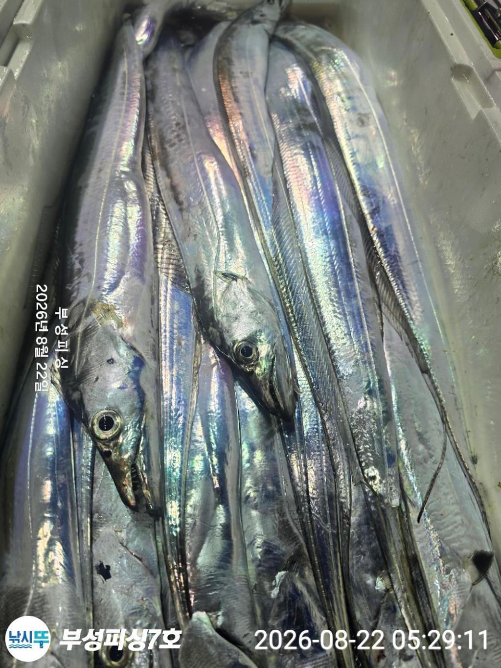 낚시뚜,갈치,통영영운리항,부성피싱7호,낚시뚜20
