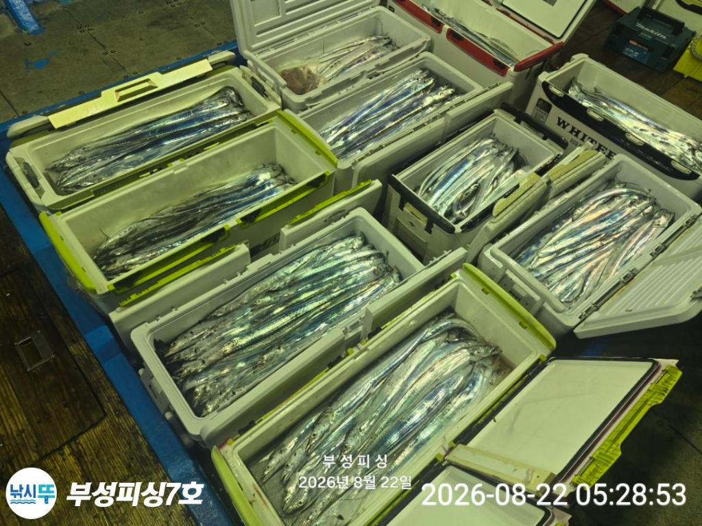 낚시뚜,갈치,통영영운리항,부성피싱7호,낚시뚜16