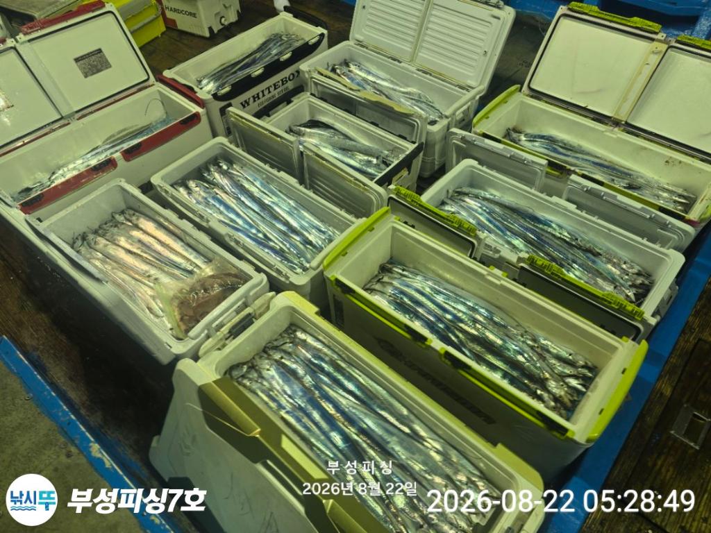 낚시뚜,갈치,통영영운리항,부성피싱7호,낚시뚜15
