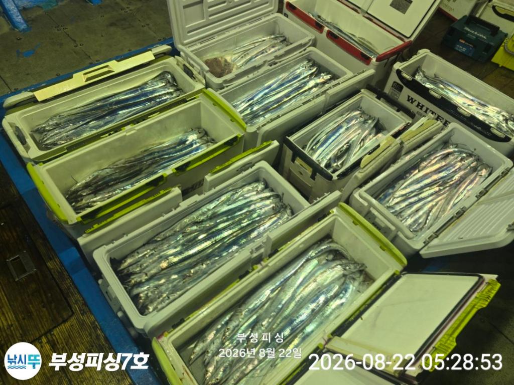 낚시뚜,갈치,통영영운리항,부성피싱7호,낚시뚜14