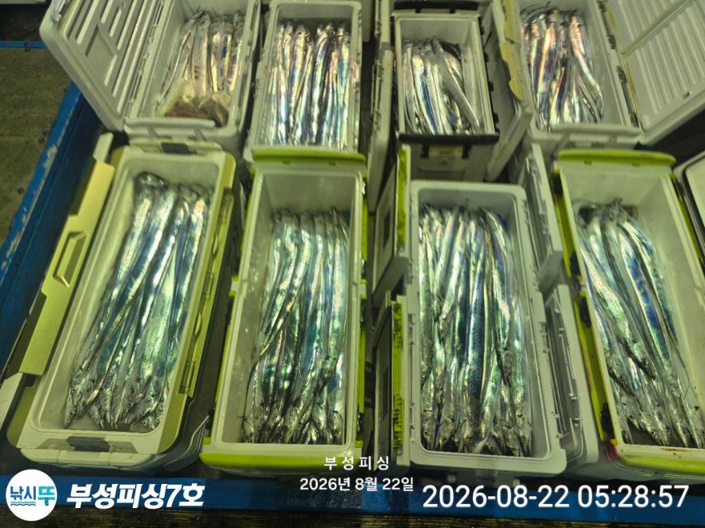 낚시뚜,갈치,통영영운리항,부성피싱7호,낚시뚜13