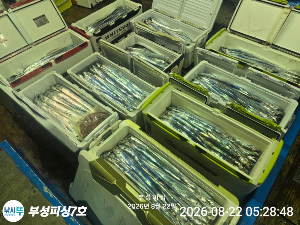 낚시뚜,갈치,통영영운리항,부성피싱7호,낚시뚜12