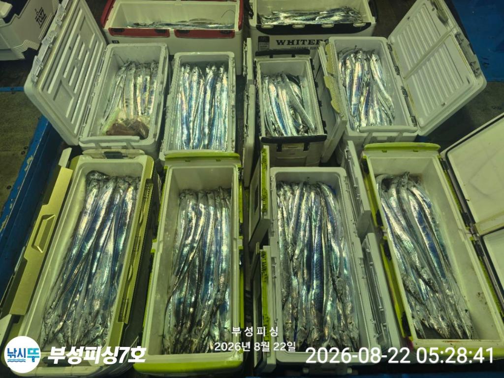 낚시뚜,갈치,통영영운리항,부성피싱7호,낚시뚜11