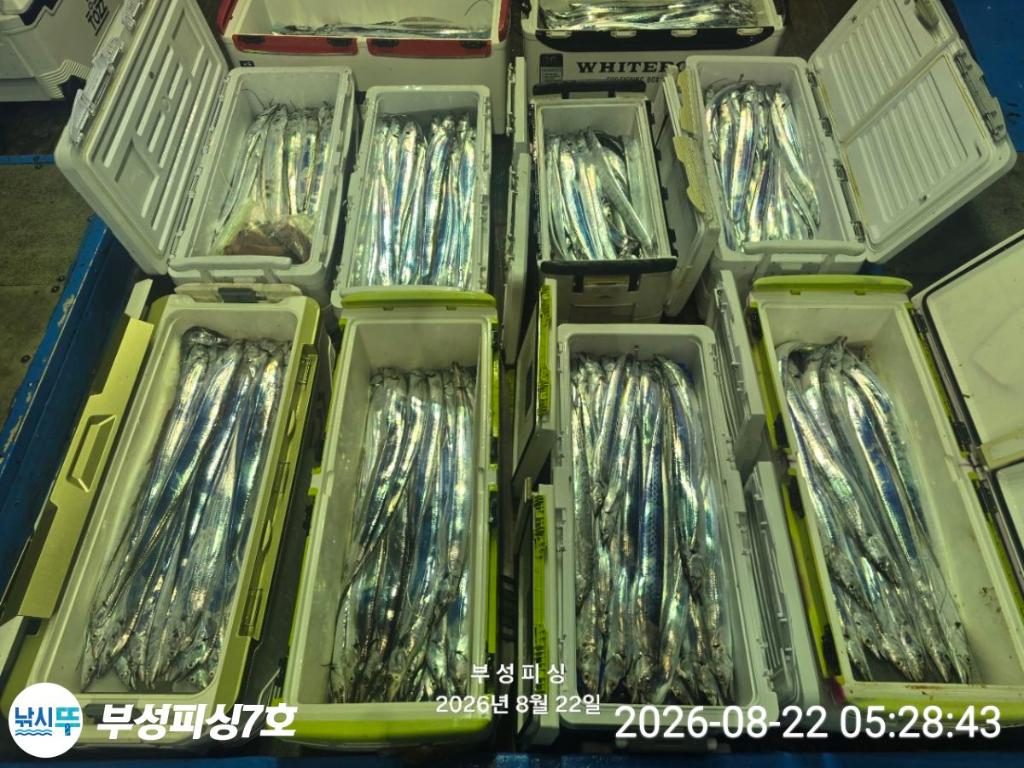 낚시뚜,갈치,통영영운리항,부성피싱7호,낚시뚜1