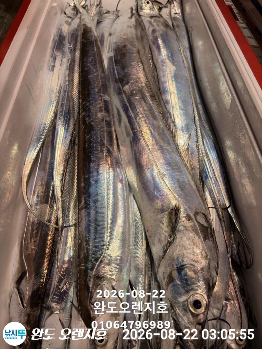 낚시뚜,갈치,완도항,완도 오렌지호,낚시뚜43