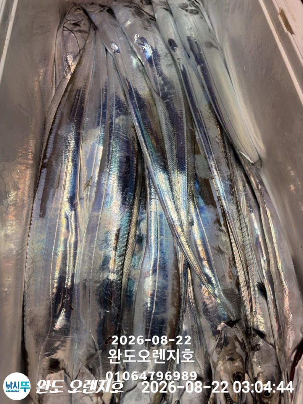 낚시뚜,갈치,완도항,완도 오렌지호,낚시뚜42
