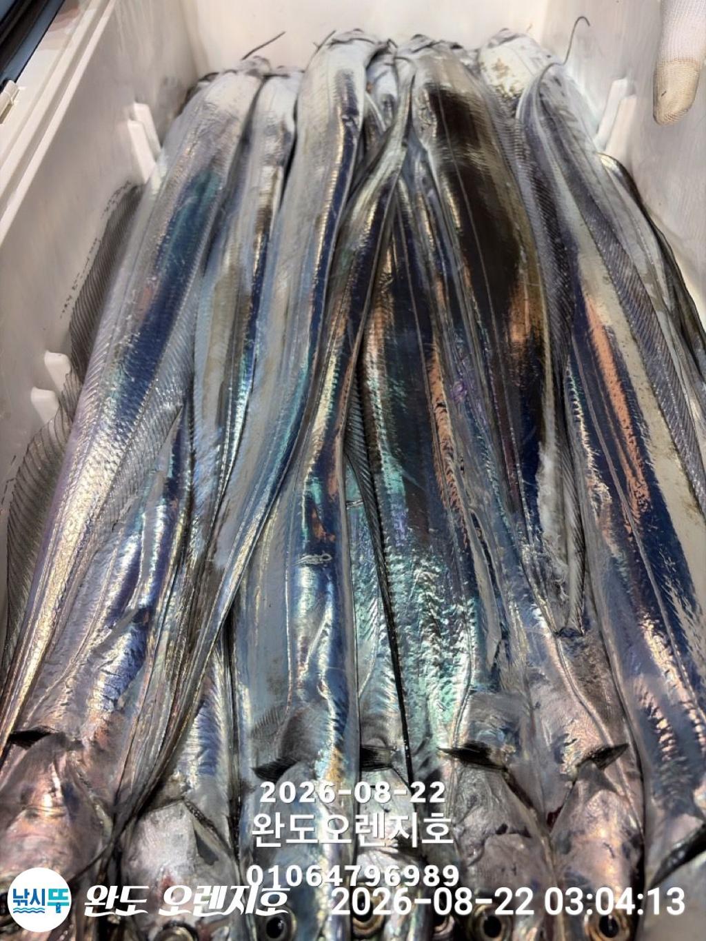 낚시뚜,갈치,완도항,완도 오렌지호,낚시뚜41