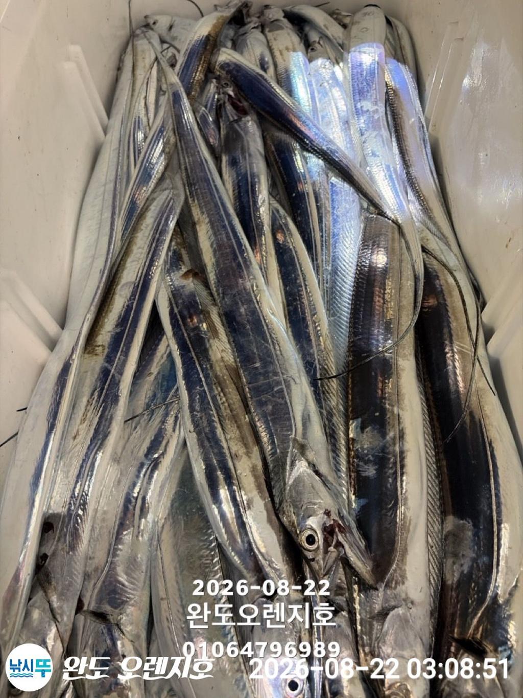 낚시뚜,갈치,완도항,완도 오렌지호,낚시뚜40