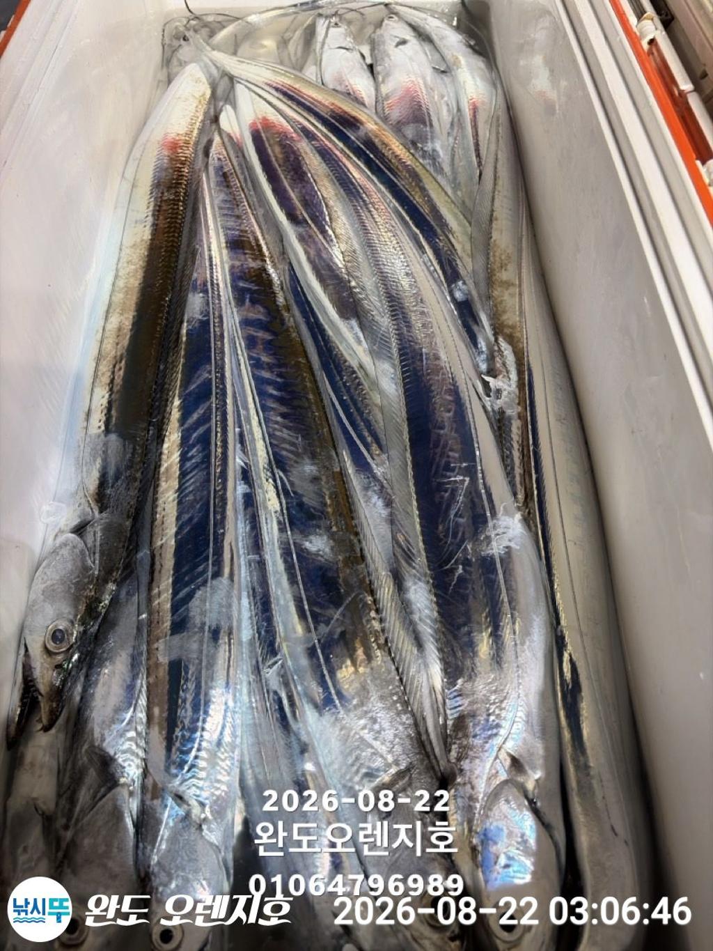 낚시뚜,갈치,완도항,완도 오렌지호,낚시뚜38