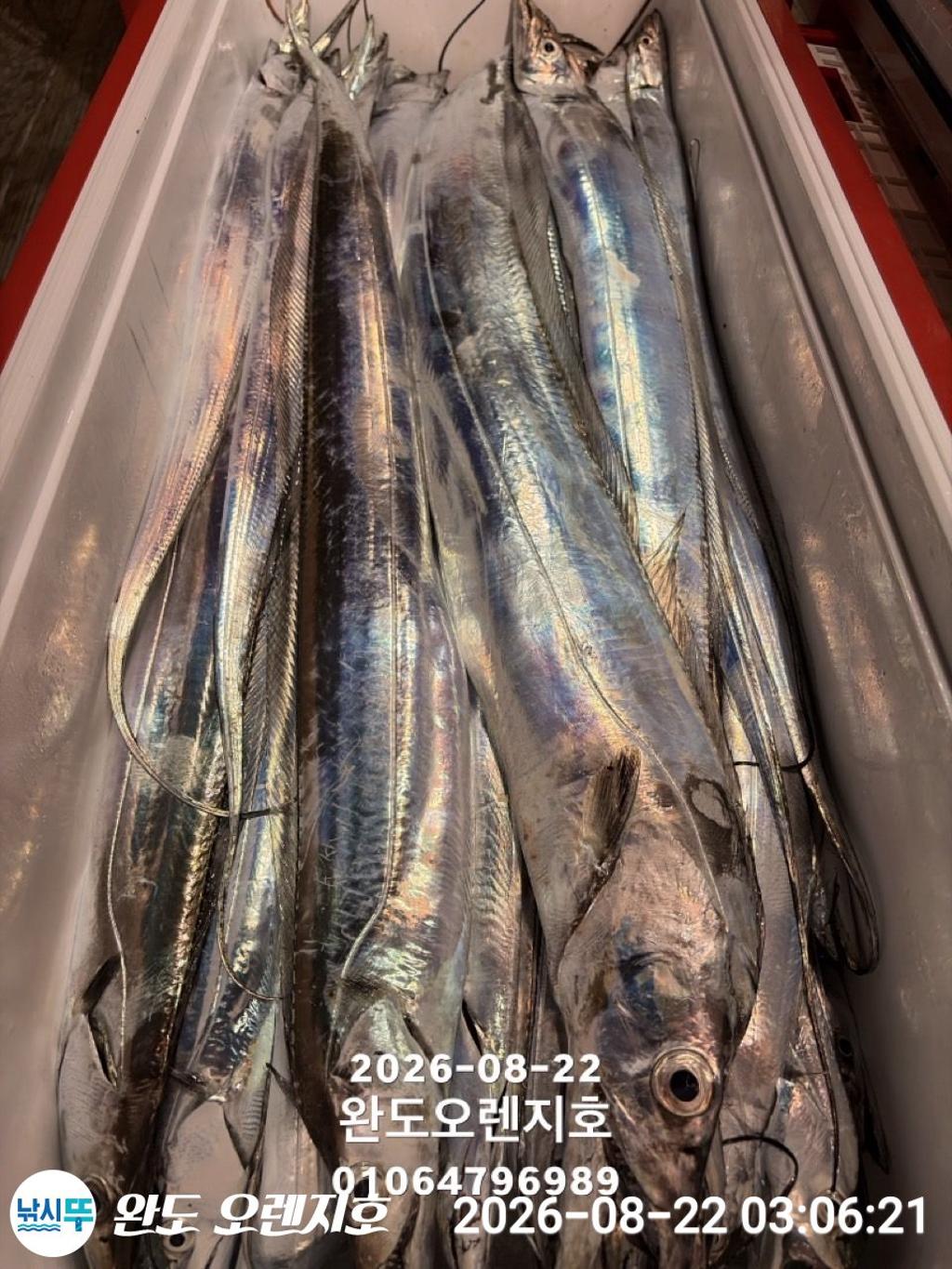 낚시뚜,갈치,완도항,완도 오렌지호,낚시뚜37
