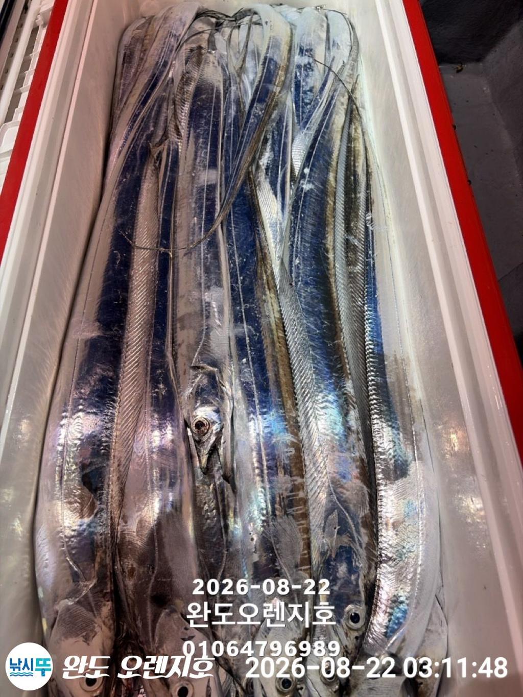 낚시뚜,갈치,완도항,완도 오렌지호,낚시뚜35