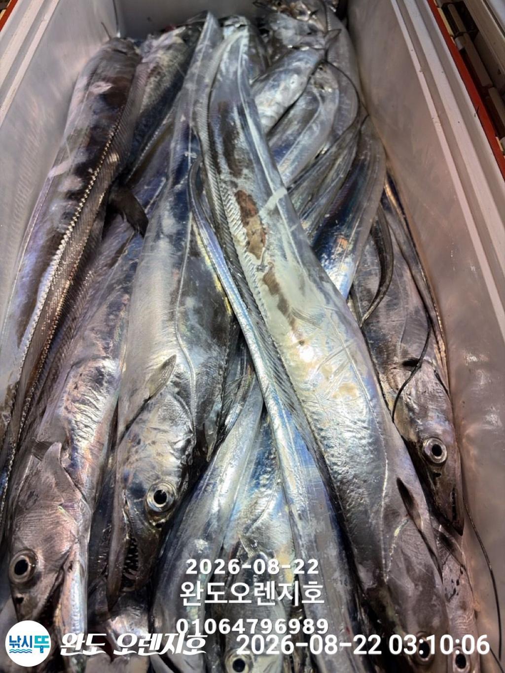 낚시뚜,갈치,완도항,완도 오렌지호,낚시뚜33