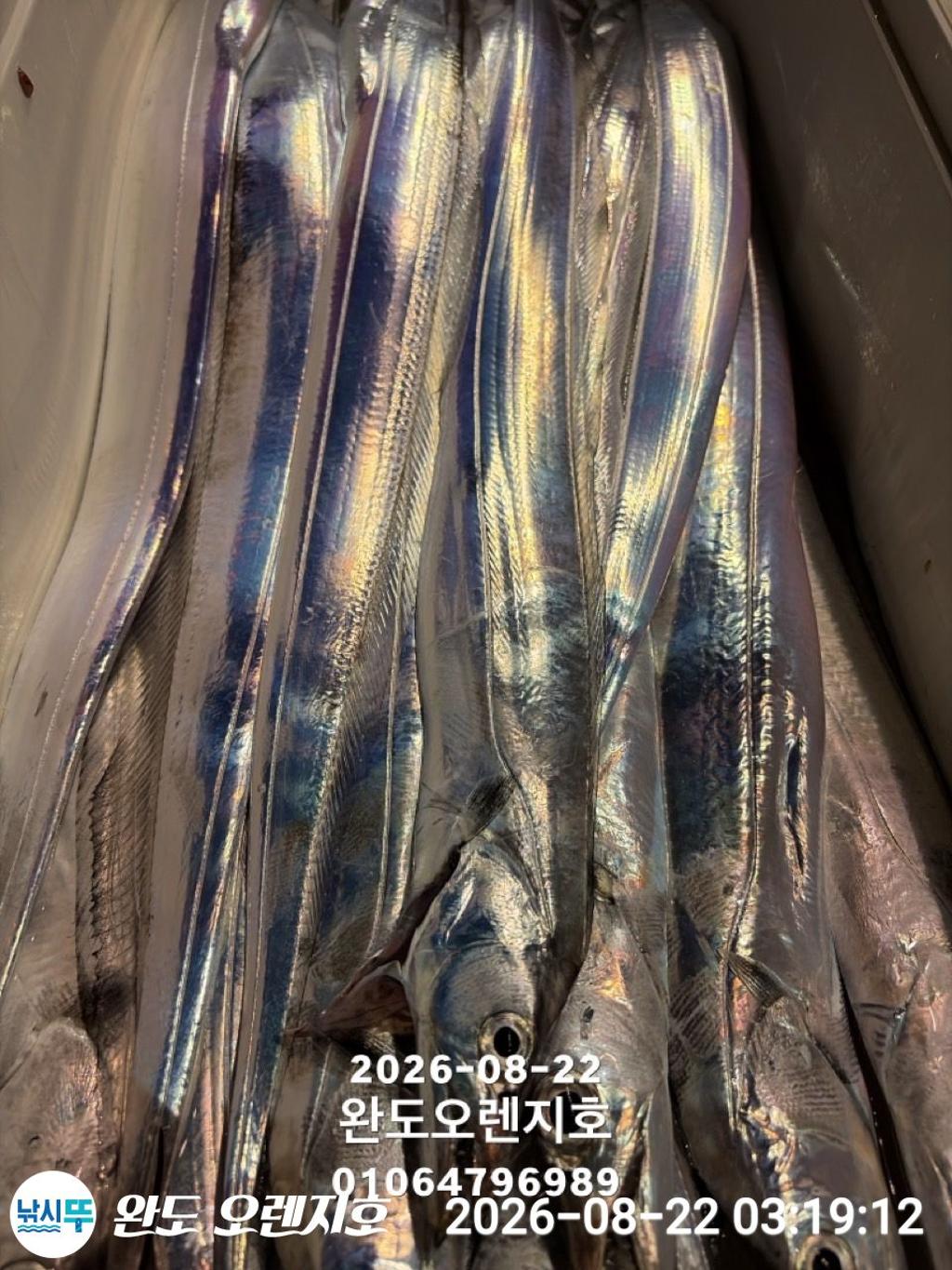 낚시뚜,갈치,완도항,완도 오렌지호,낚시뚜32