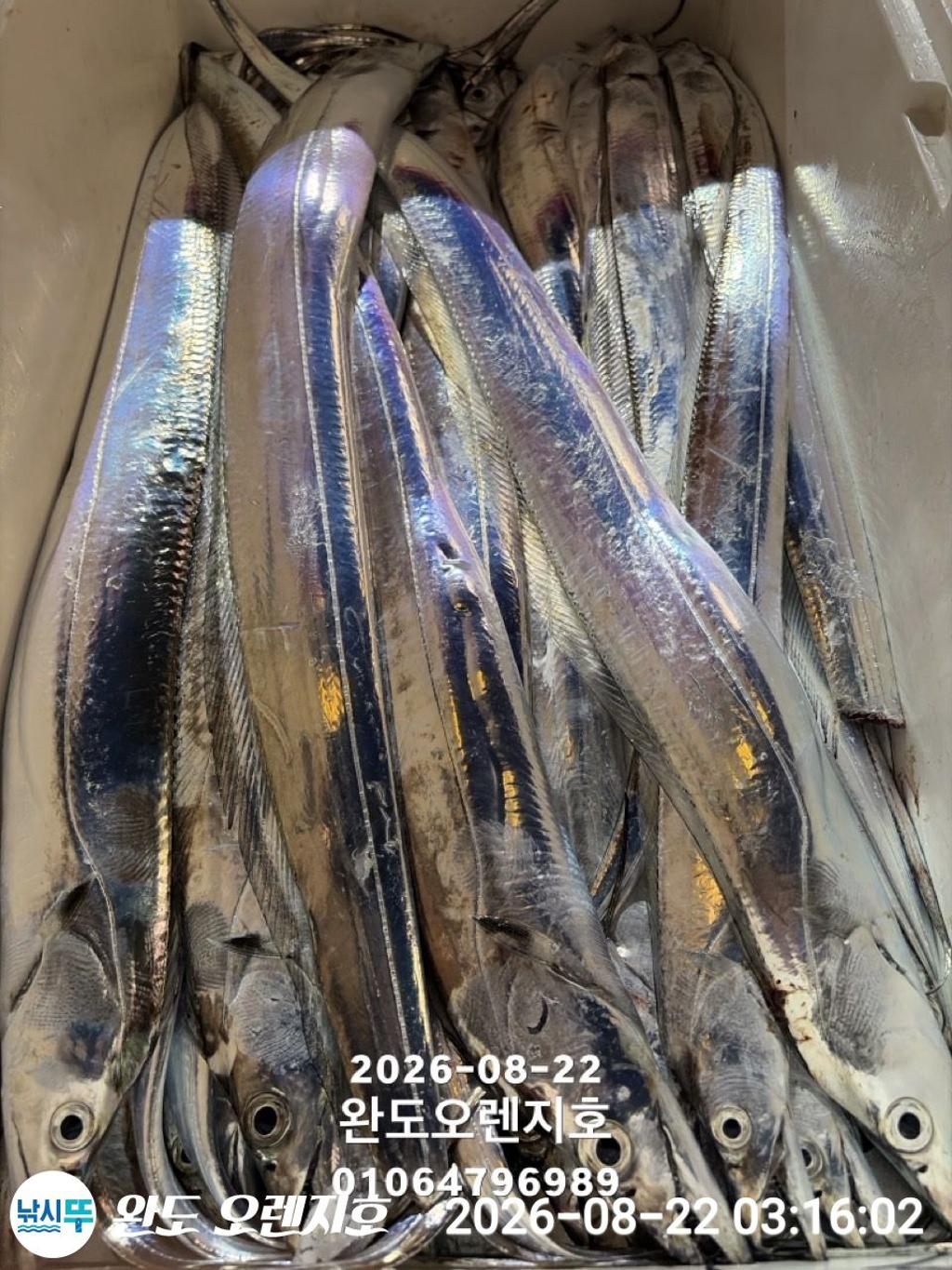 낚시뚜,갈치,완도항,완도 오렌지호,낚시뚜30