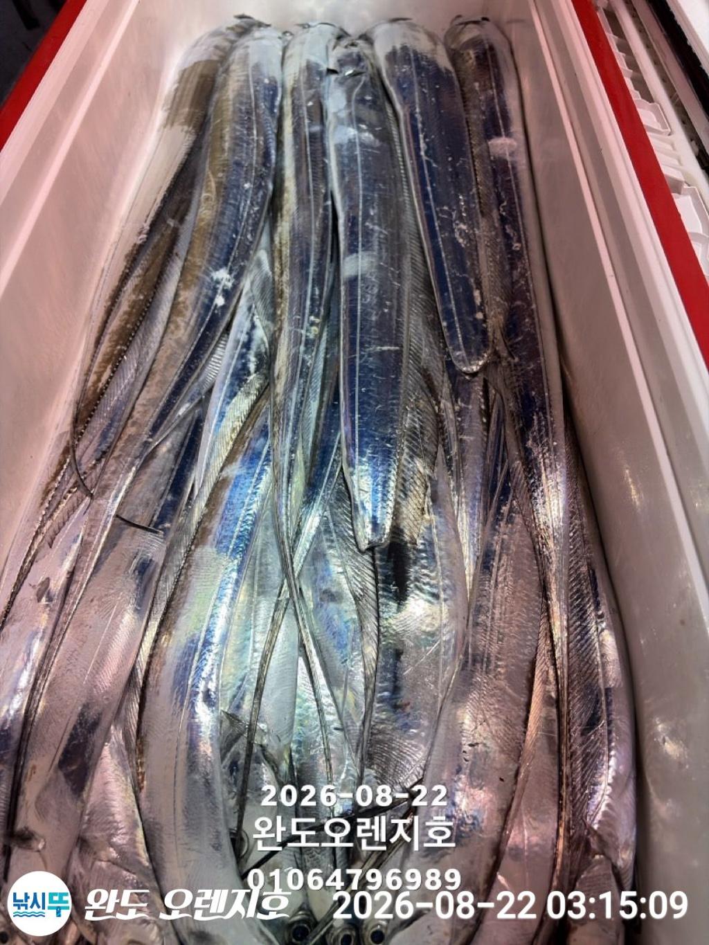 낚시뚜,갈치,완도항,완도 오렌지호,낚시뚜29