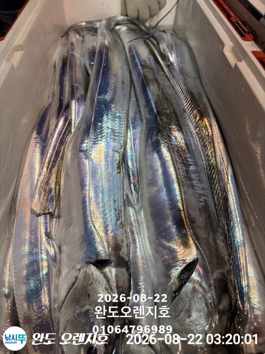 낚시뚜,갈치,완도항,완도 오렌지호,낚시뚜25