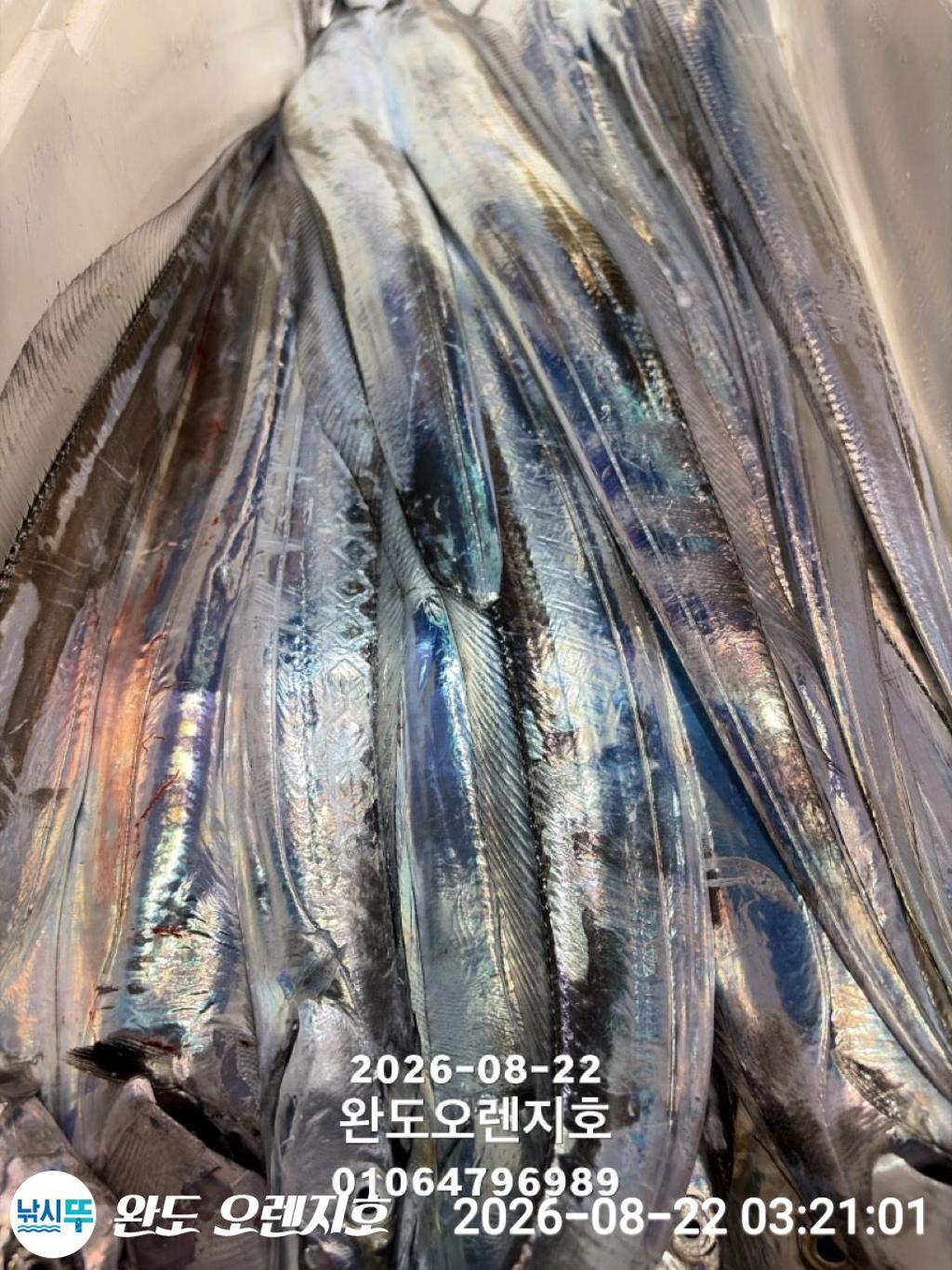 낚시뚜,갈치,완도항,완도 오렌지호,낚시뚜24