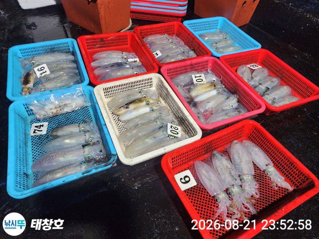 낚시뚜,무늬오징어,영일만항,태창호,낚시뚜2