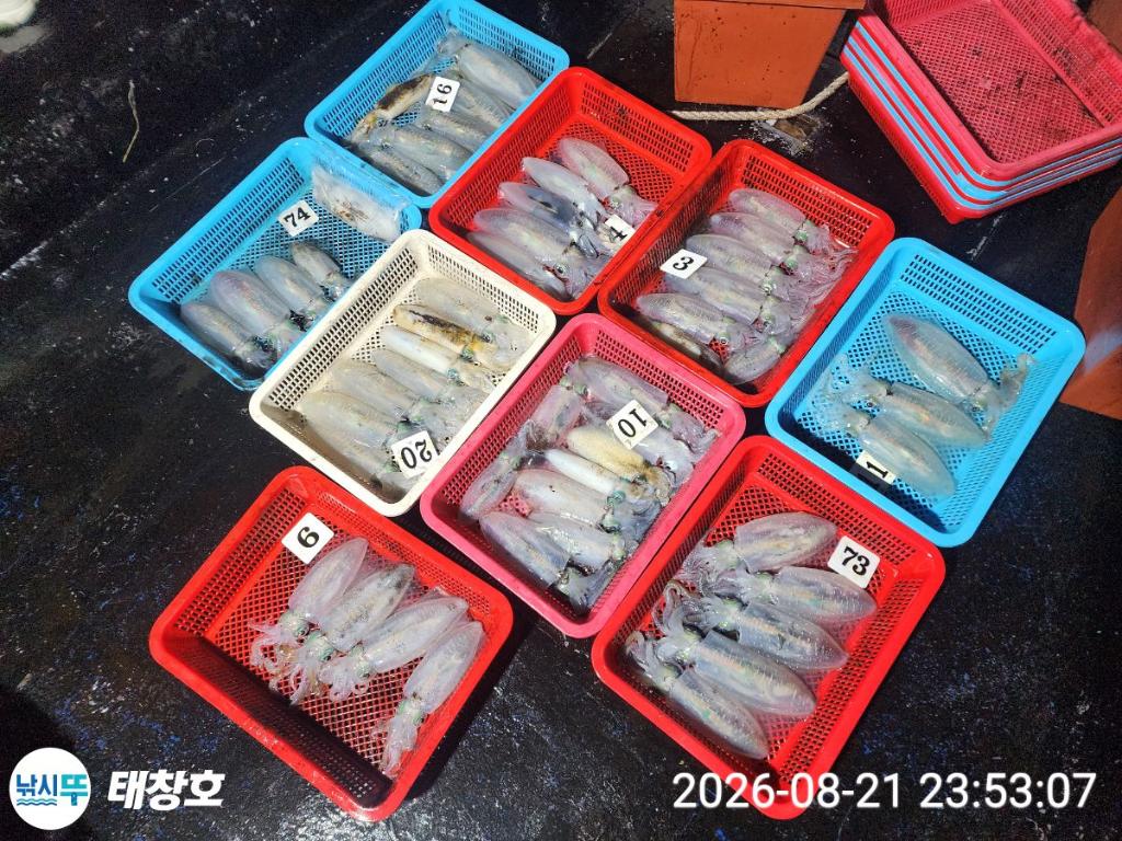 낚시뚜,무늬오징어,영일만항,태창호,낚시뚜1