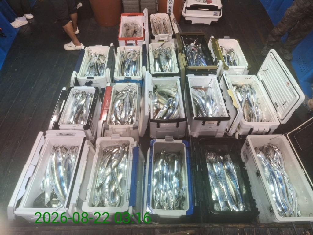 낚시뚜,갈치,삼포항,삼포대교낚시,낚시뚜9