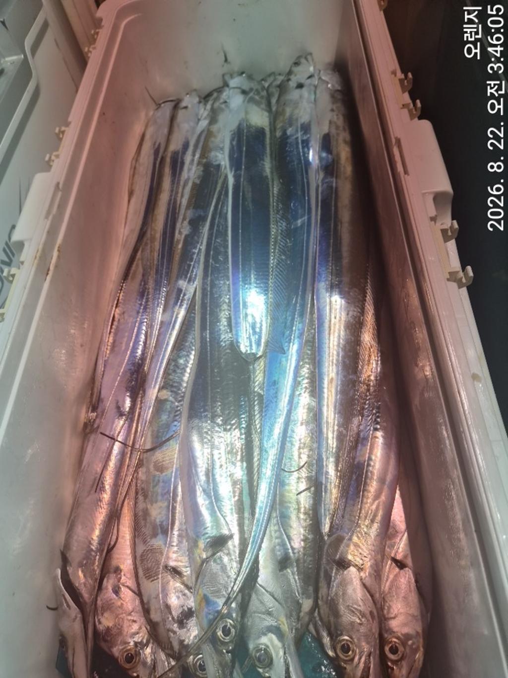 낚시뚜,갈치,삼포항,삼포대교낚시,낚시뚜14
