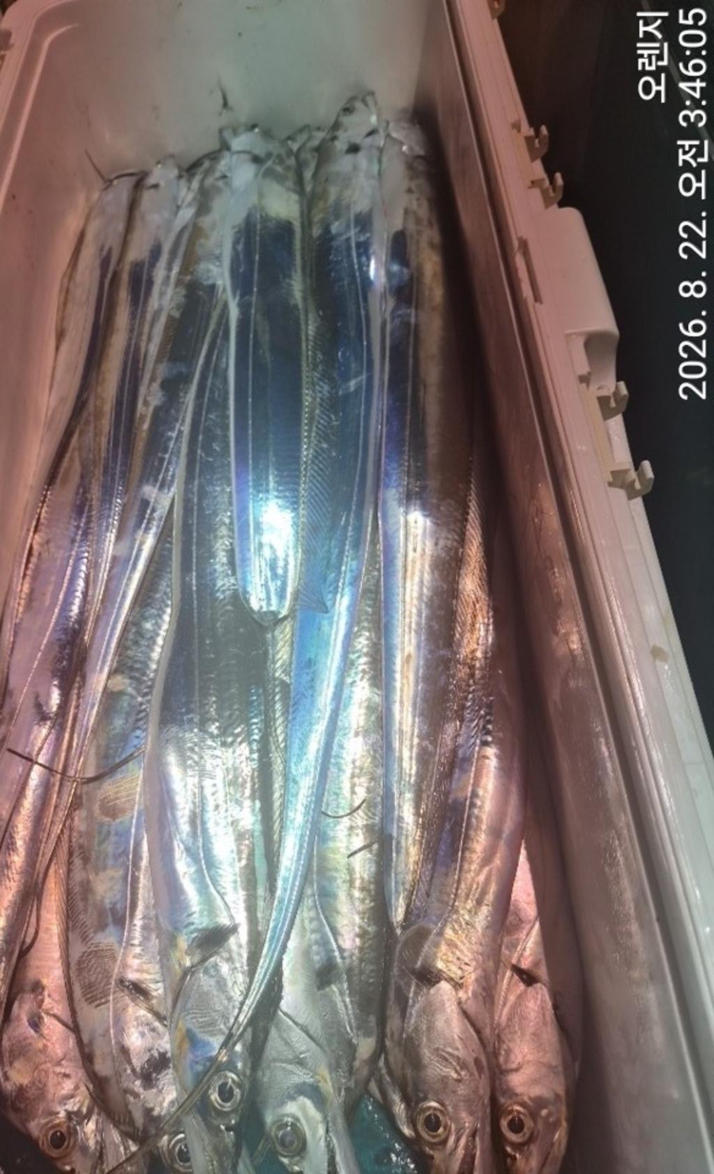 낚시뚜,갈치,삼포항,삼포대교낚시,낚시뚜19