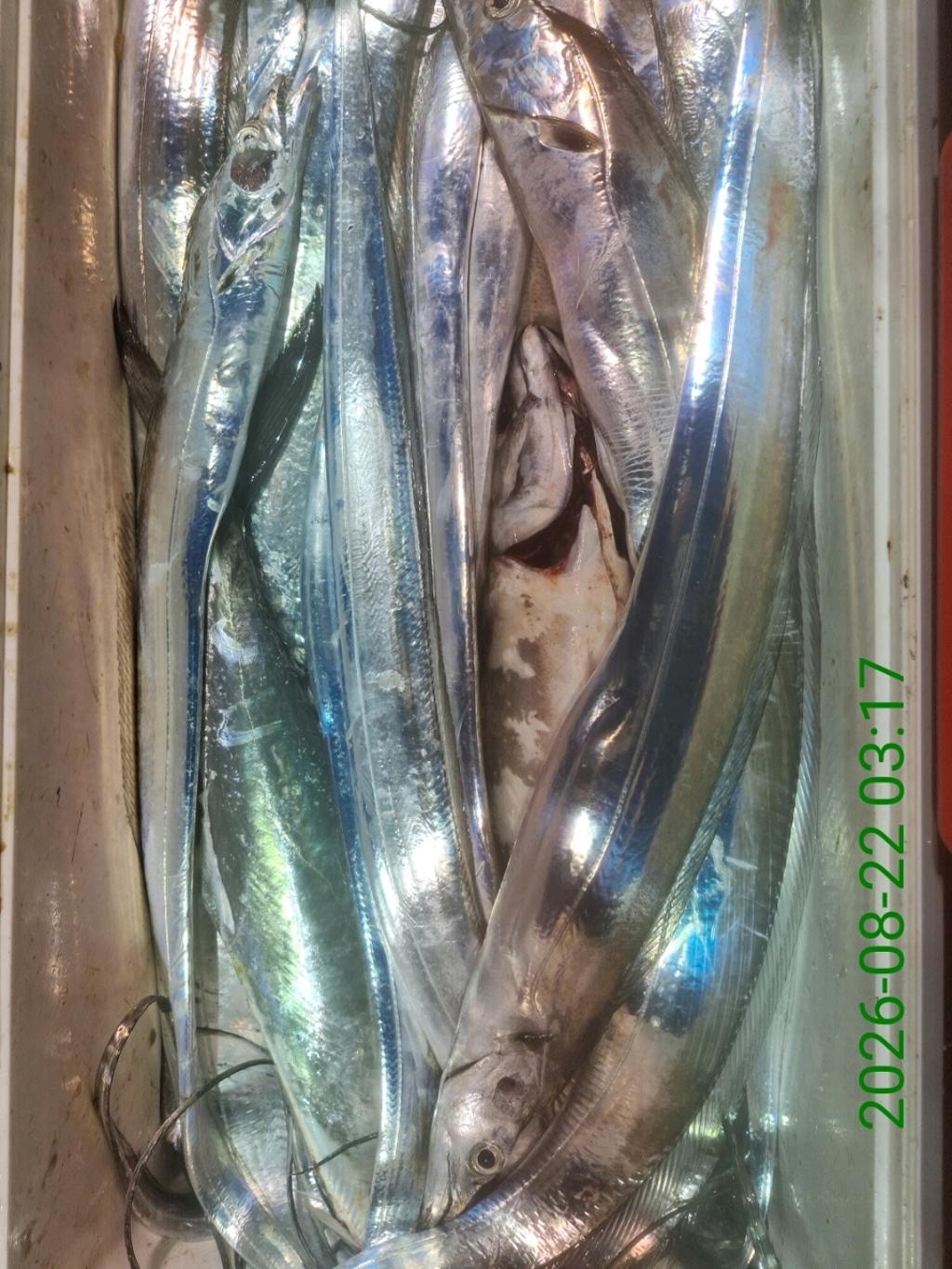 낚시뚜,갈치,삼포항,삼포대교낚시,낚시뚜20