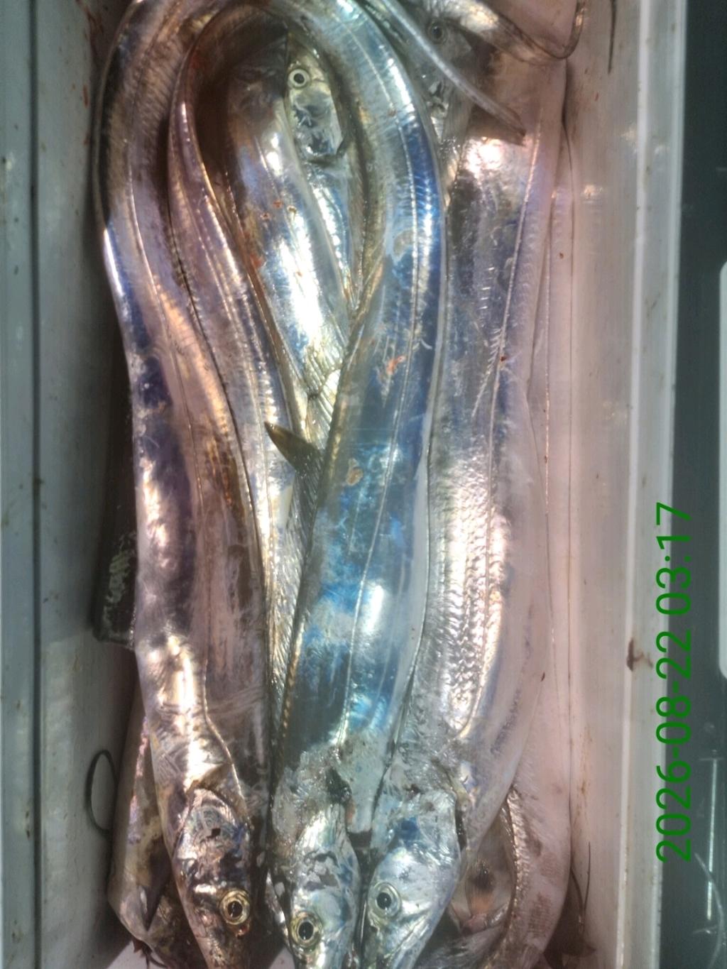 낚시뚜,갈치,삼포항,삼포대교낚시,낚시뚜21