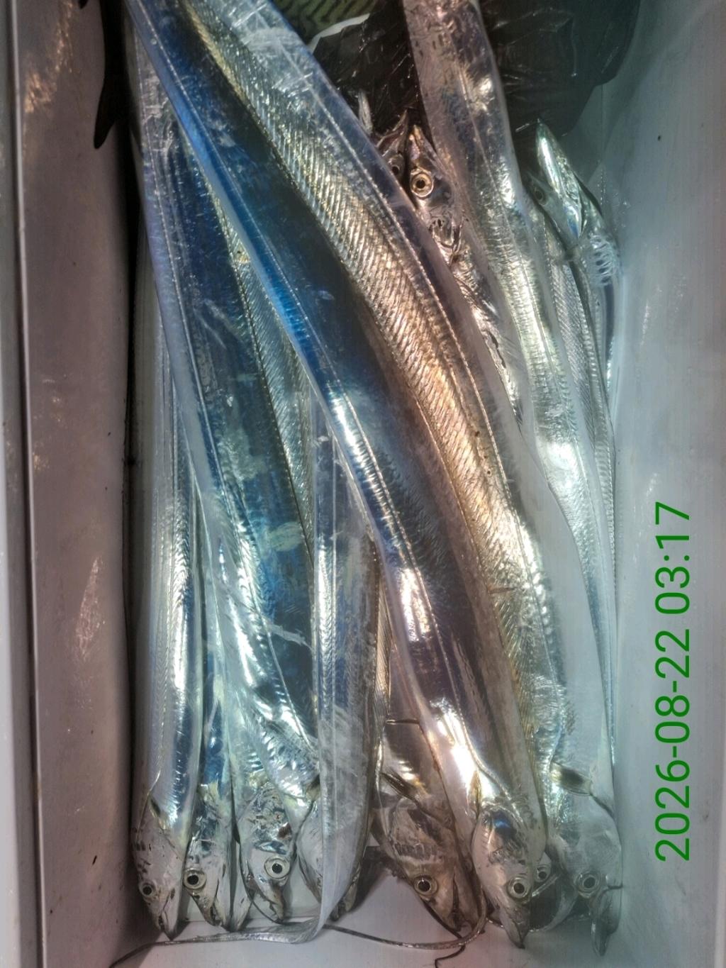 낚시뚜,갈치,삼포항,삼포대교낚시,낚시뚜22