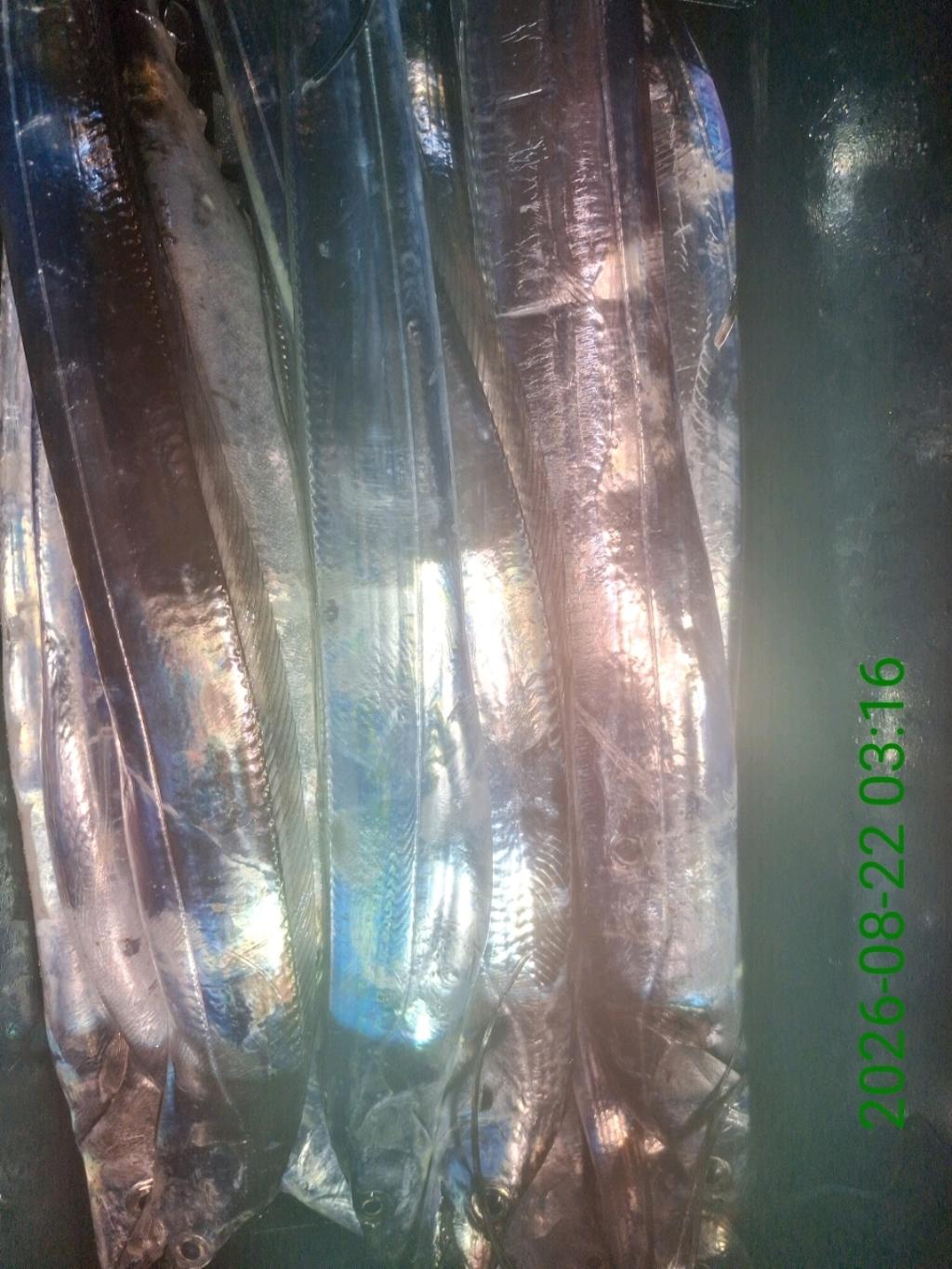 낚시뚜,갈치,삼포항,삼포대교낚시,낚시뚜23