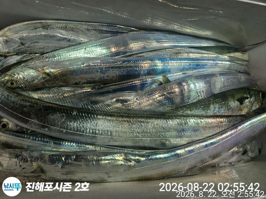 낚시뚜,갈치,진해행암항,진해포시즌 2호,낚시뚜6