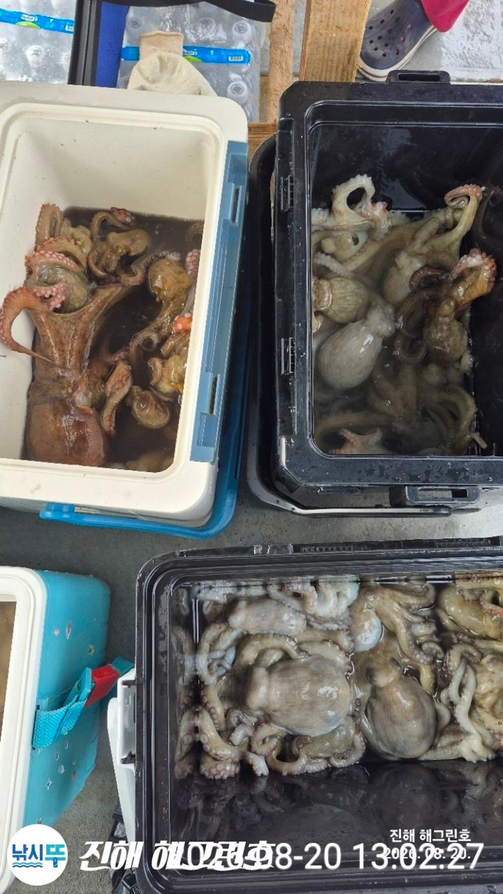 낚시뚜,돌문어,삼포항,진해 해그린호,낚시뚜20
