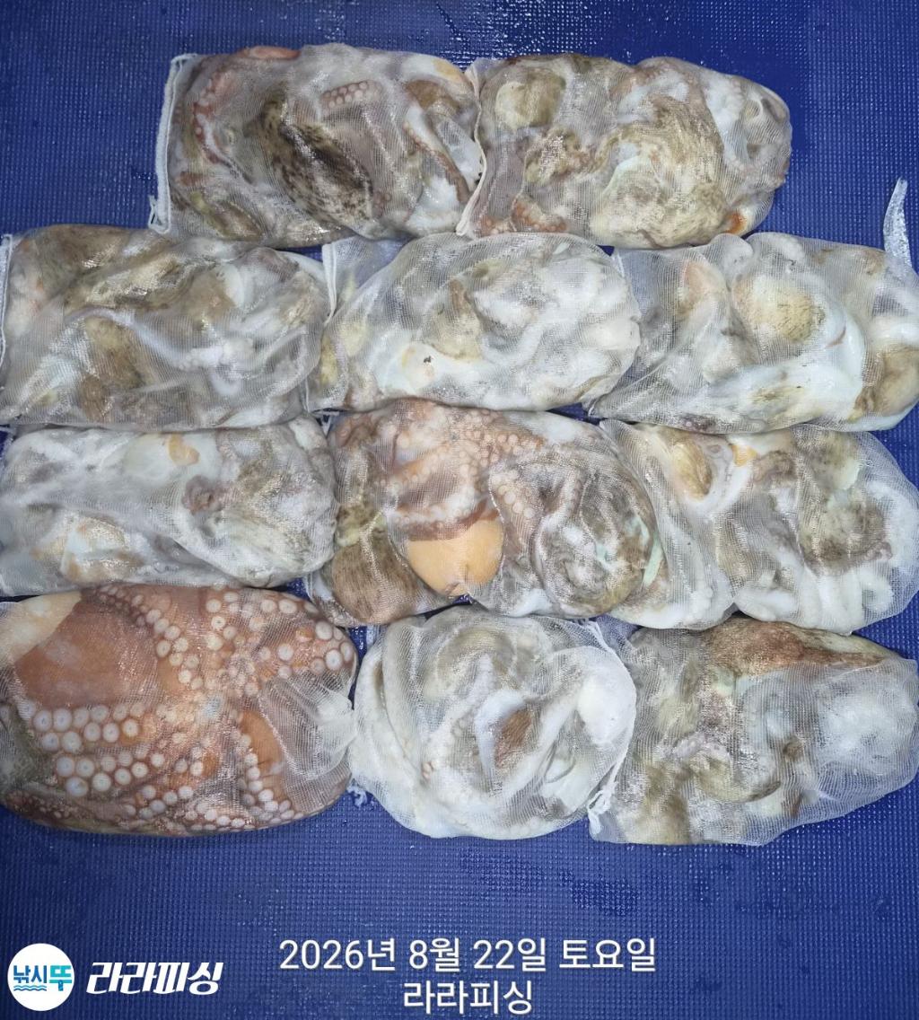 낚시뚜,돌문어,속천항(진해),라라피싱,낚시뚜18