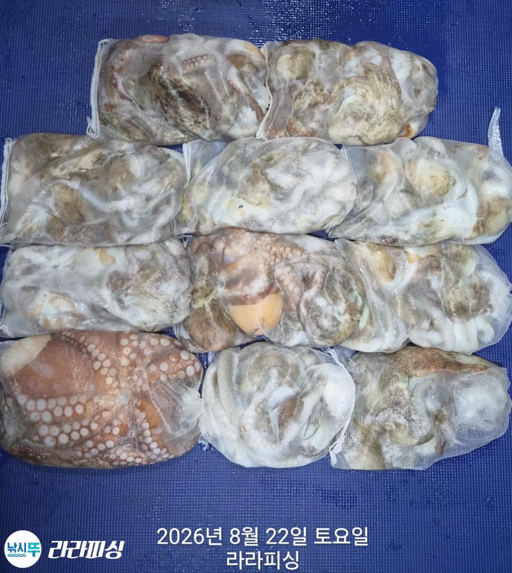 낚시뚜,돌문어,속천항(진해),라라피싱,낚시뚜17