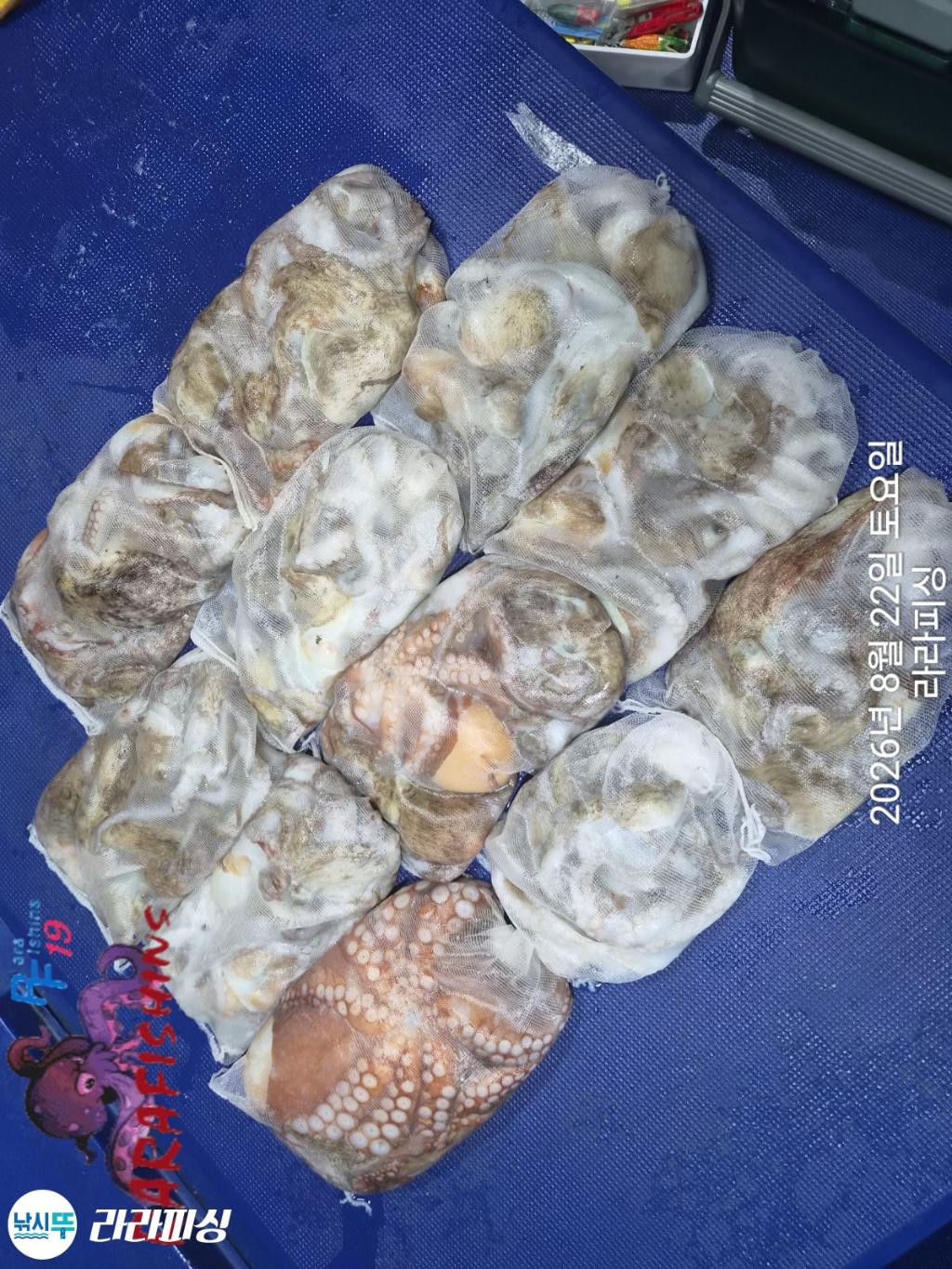 낚시뚜,돌문어,속천항(진해),라라피싱,낚시뚜16
