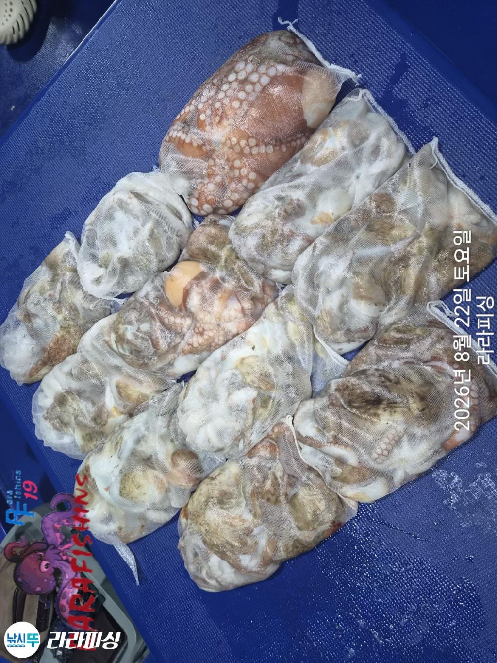 낚시뚜,돌문어,속천항(진해),라라피싱,낚시뚜14