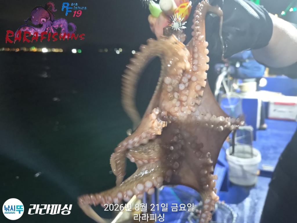 낚시뚜,돌문어,속천항(진해),라라피싱,낚시뚜9