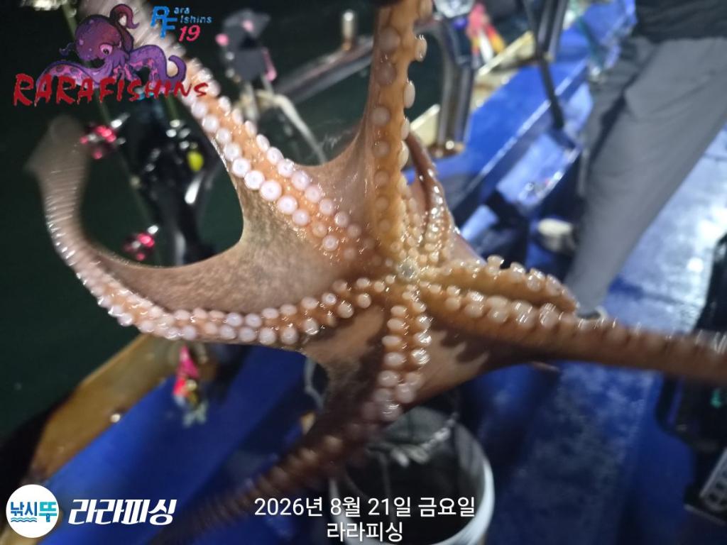 낚시뚜,돌문어,속천항(진해),라라피싱,낚시뚜8