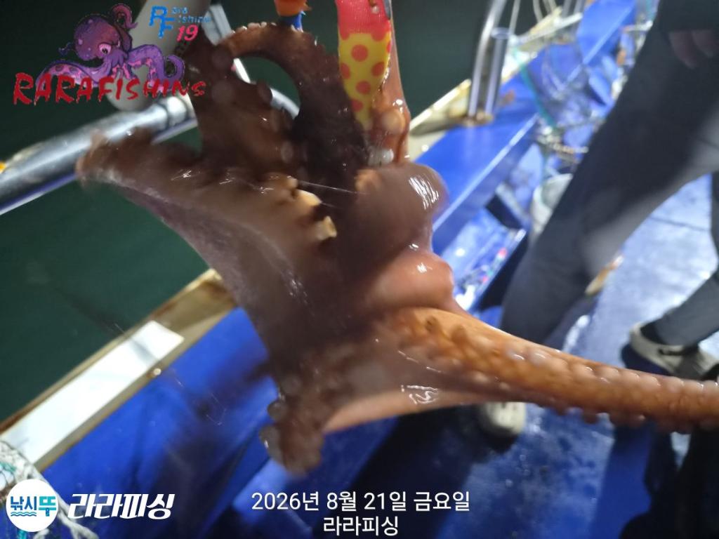 낚시뚜,돌문어,속천항(진해),라라피싱,낚시뚜6