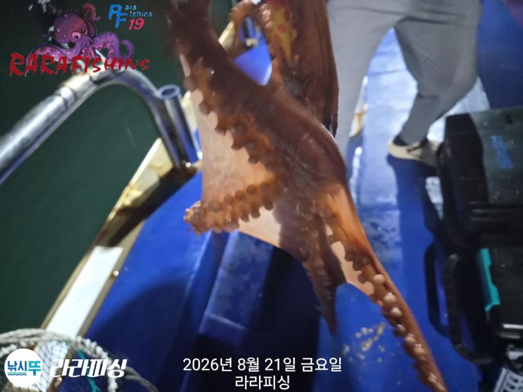 낚시뚜,돌문어,속천항(진해),라라피싱,낚시뚜4